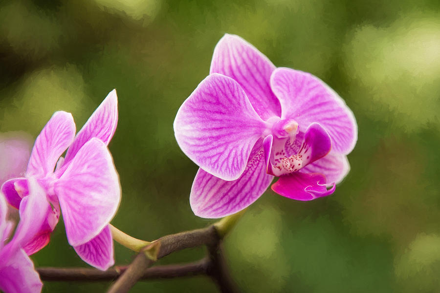 Flower - Pink Orchids Photograph by Sharon McConnell