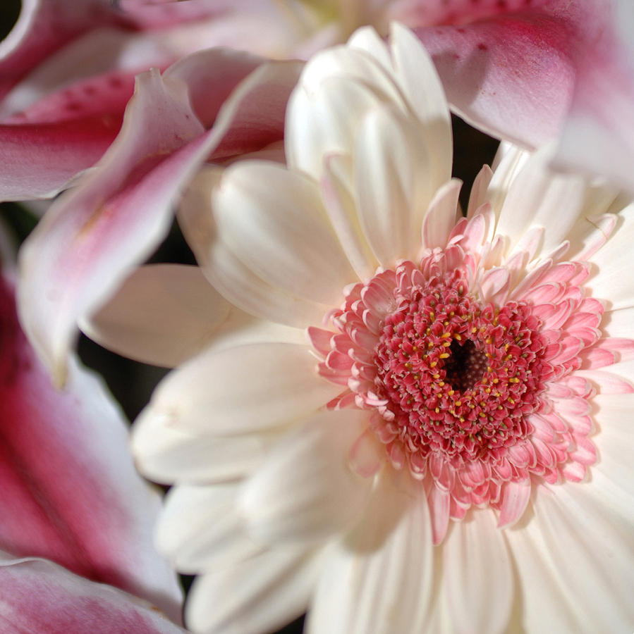 Flower Pink-White Photograph by Jill Reger