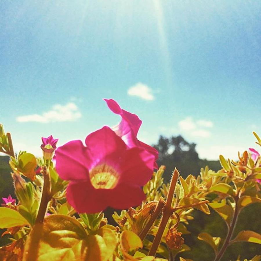 Flower Photograph - Pink and Blue by Flavien Gillet