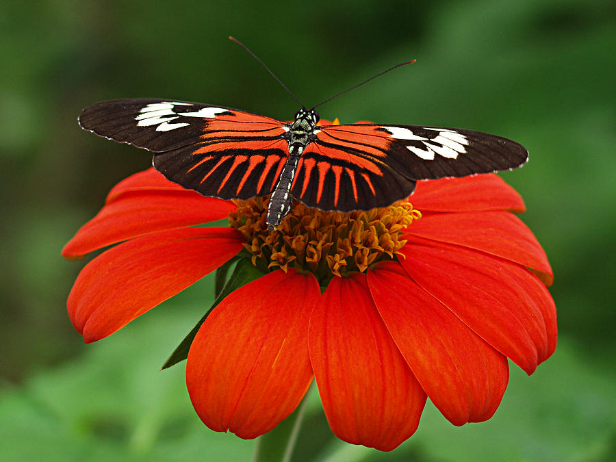 Flower Port Photograph by Bruce Roker - Fine Art America