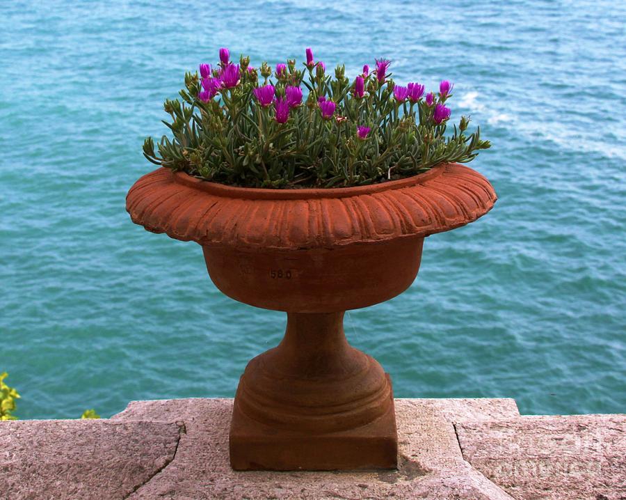 Flower Pot Photograph by Karen Rubeiz