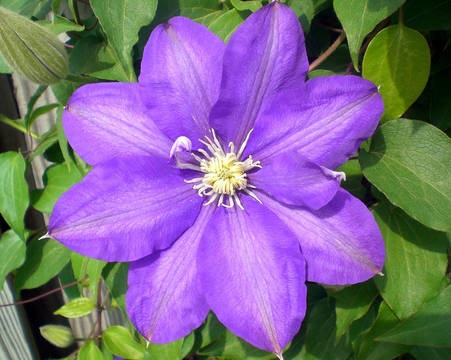 Flower Power Clematis Photograph by Cynthia Daniel - Fine Art America