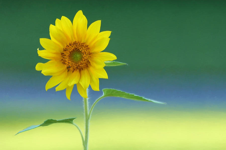 Sunflower Photograph - Flower Power by Lori Deiter