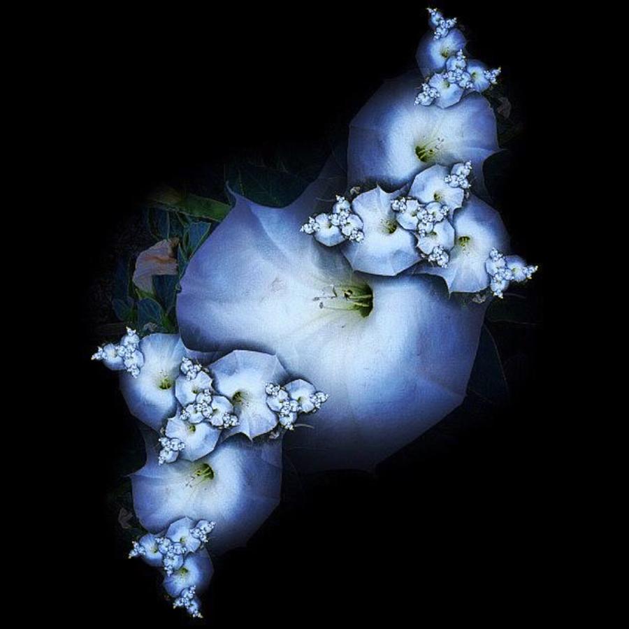 Nature Photograph - Flower Fractal #1 by Nick Heap