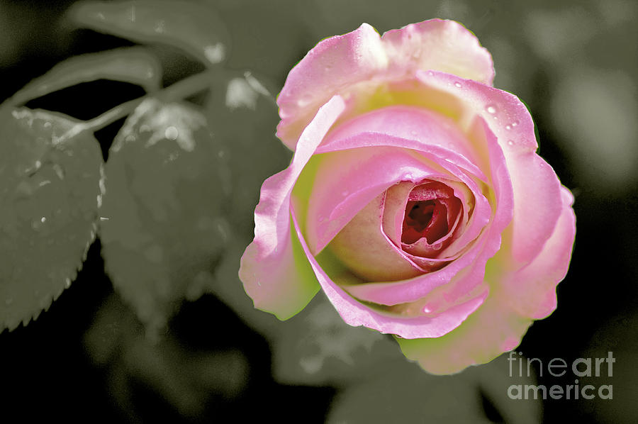 Flower Power Series #1 - Rose Photograph by Eva Sawyer