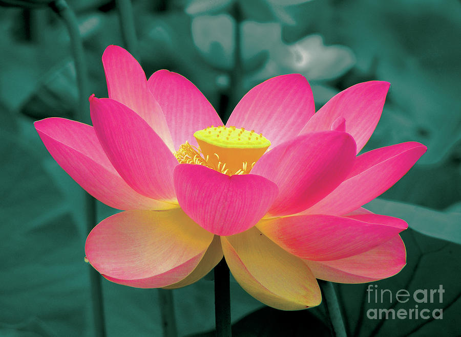 Flower Power Series #3 - Lotus Photograph by Eva Sawyer