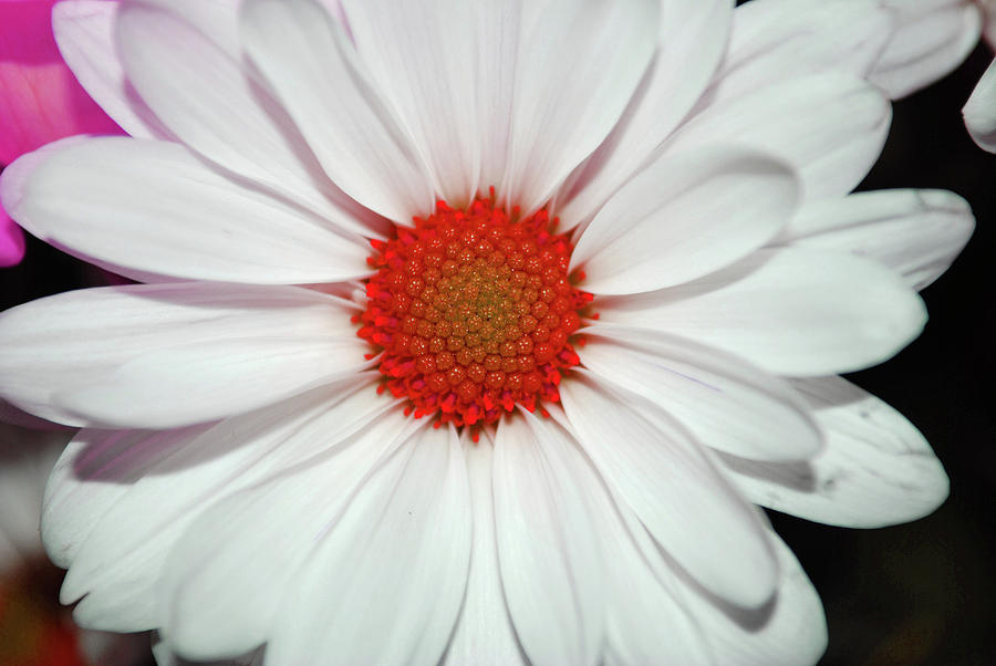 Flower Power Photograph by Teresa Blanton