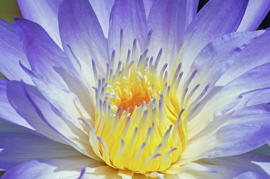 Flowers Still Life Photograph - Flower - Purple, Yellow by Curt Rush