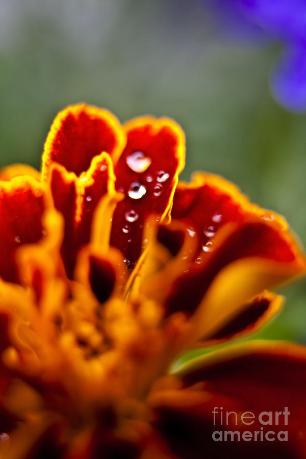 Flower rain drops Photograph by Sven Brogren