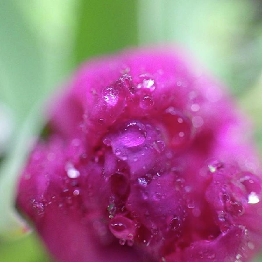 Flowers Still Life Photograph - #flower #rainyday #raindrops by Kumiko Izumi