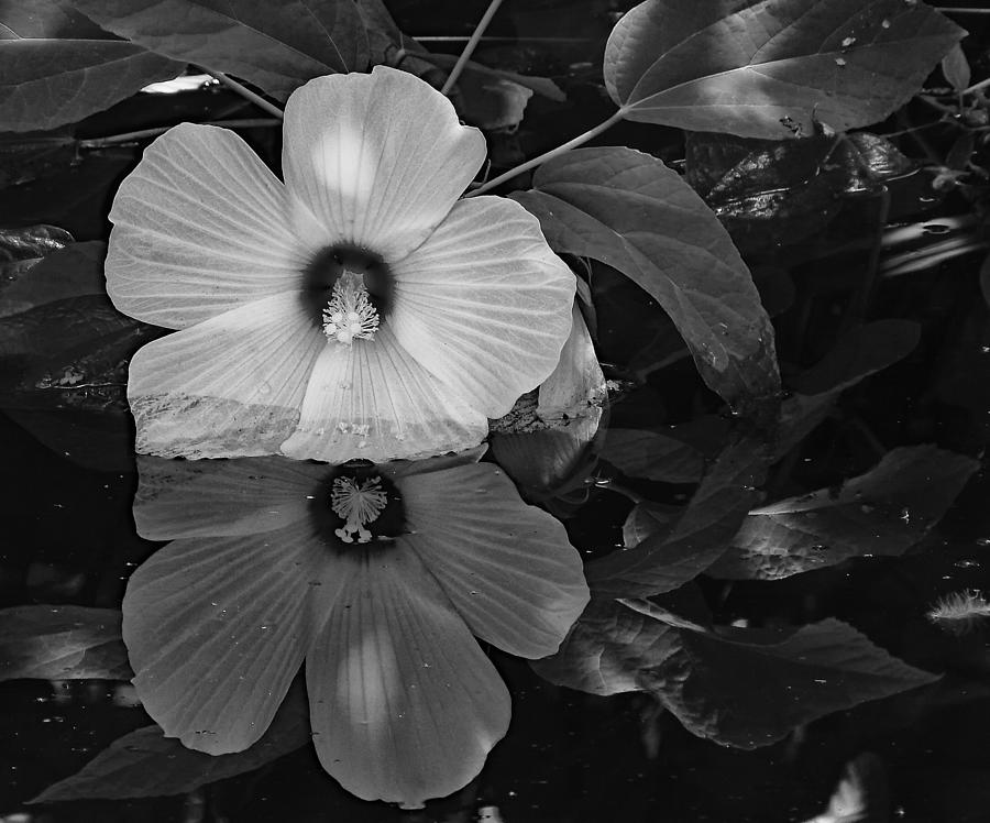 Flower Reflection Bw Photograph by Ann Keisling Flower Reflection Bw Photograph by Ann Keisling