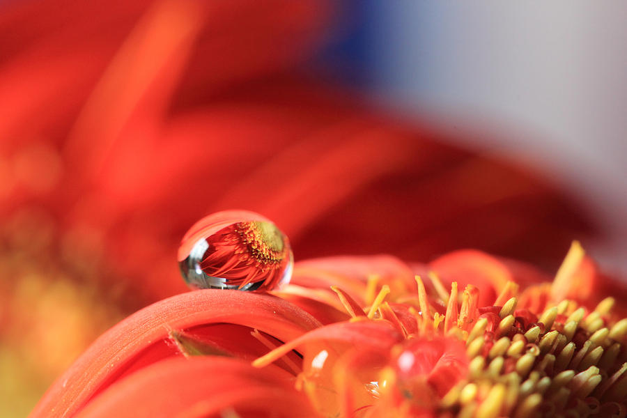 Flower Reflection in Water Drop Photograph by Angela Murdock