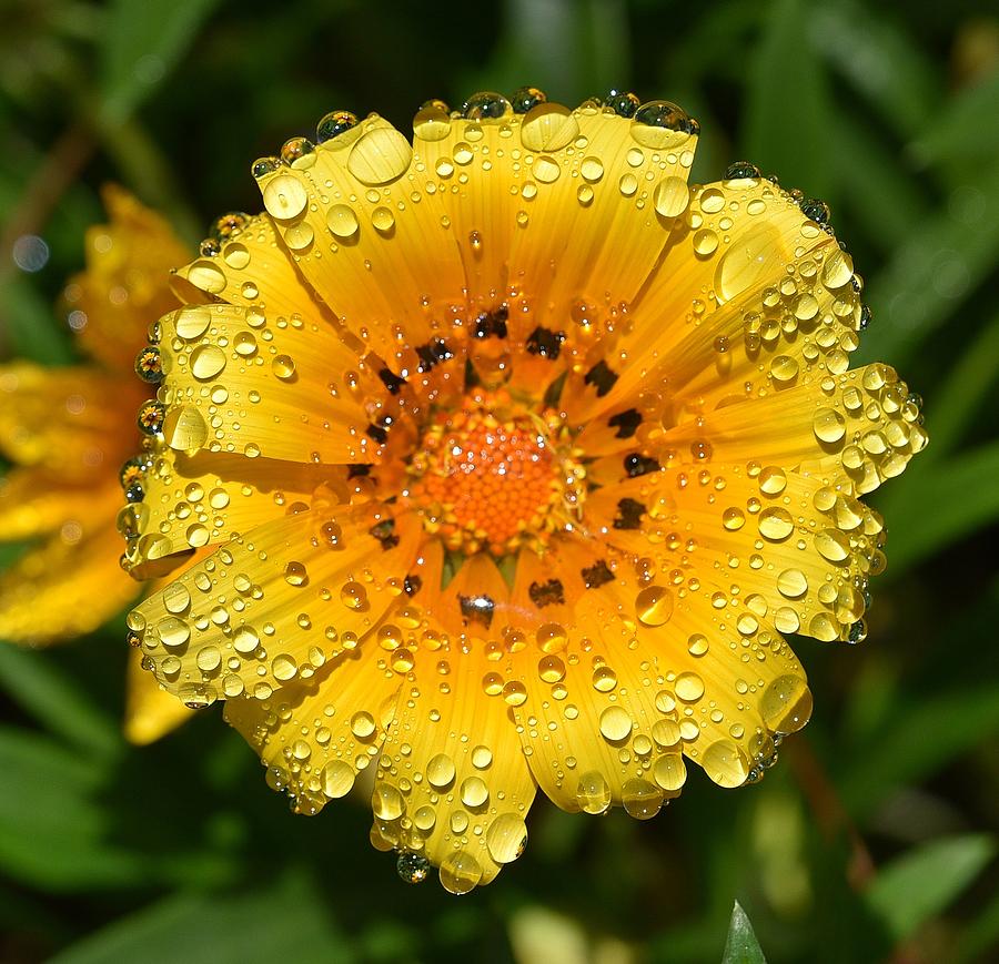 Flower Reflection in Water Drops Photograph by Linda Brody