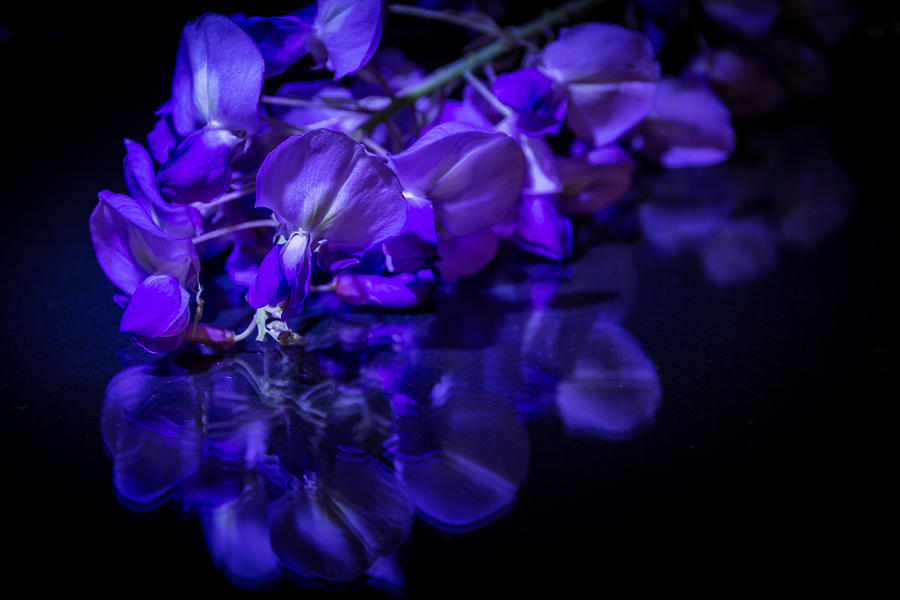 Flower Reflection Photograph by Jay Stockhaus