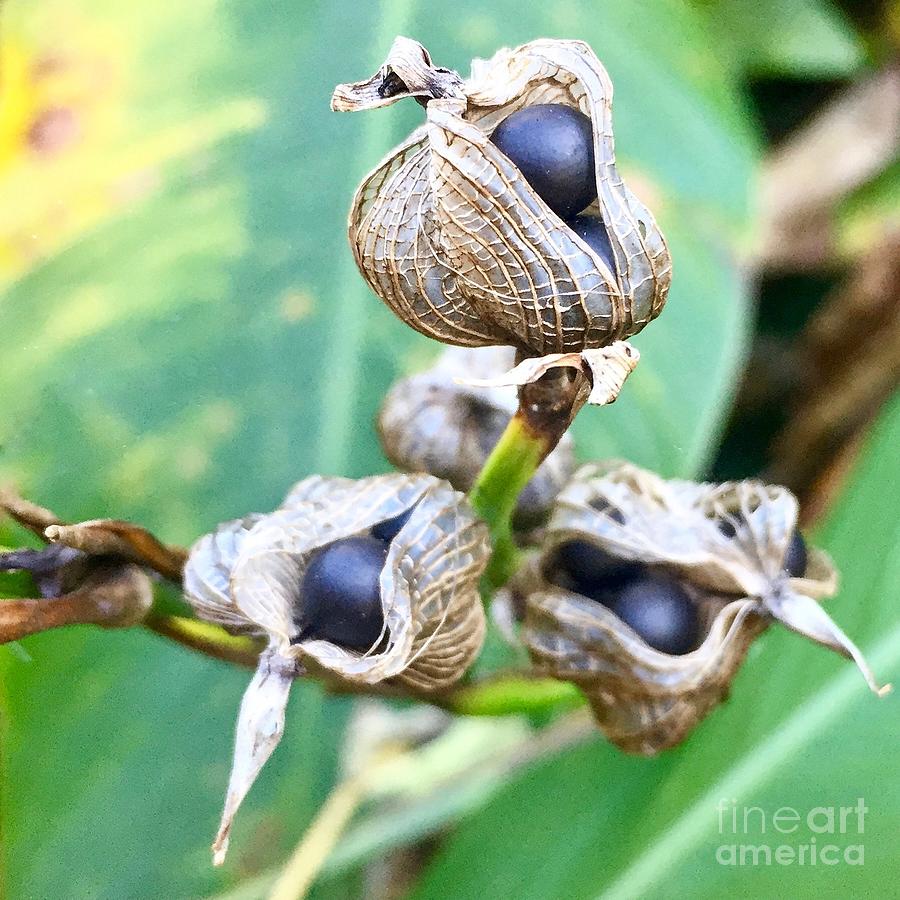 Flower Seed Pod Photograph by Flavia Westerwelle