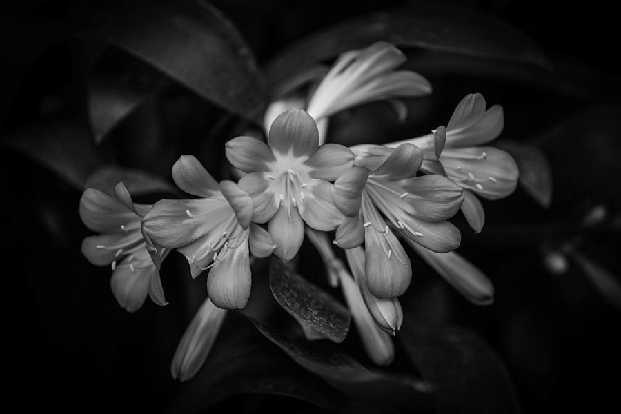 Flower Shades Of Gray Photograph by Ray Congrove
