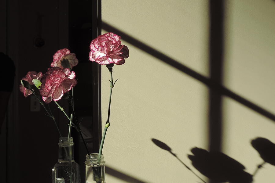 Flower Shadows Photograph by Bill Tomsa
