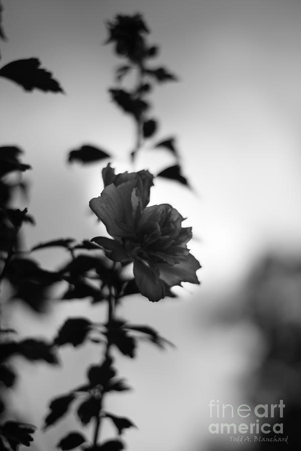 Flower Silhouette Photograph by Todd Blanchard