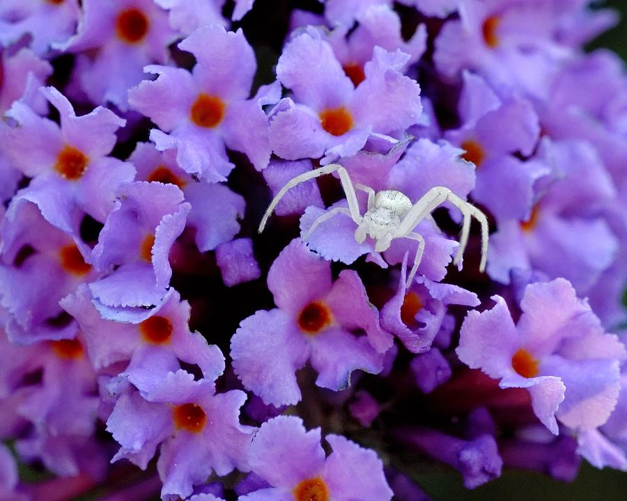 Flower Spider Photograph by KJ Swan