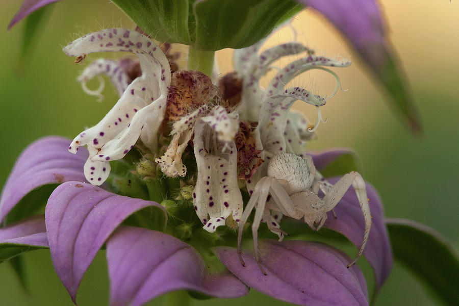 Flower Spider on Horsemint #1 Photograph by Paul Rebmann