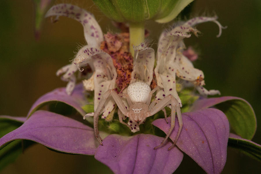 Flower Spider on Horsemint #2 Photograph by Paul Rebmann