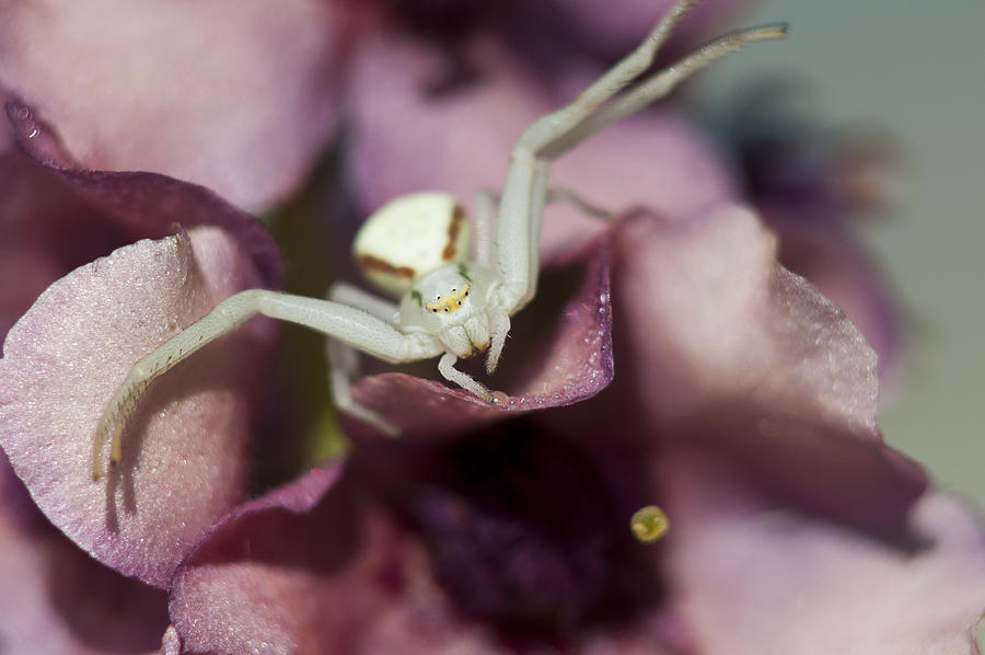 Flower Spider Photograph by Robert Potts