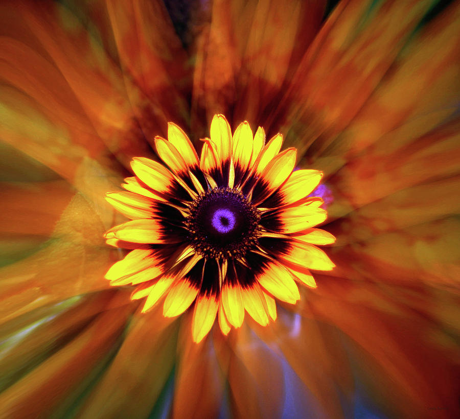 Flower Spin Photograph by Linda Sannuti