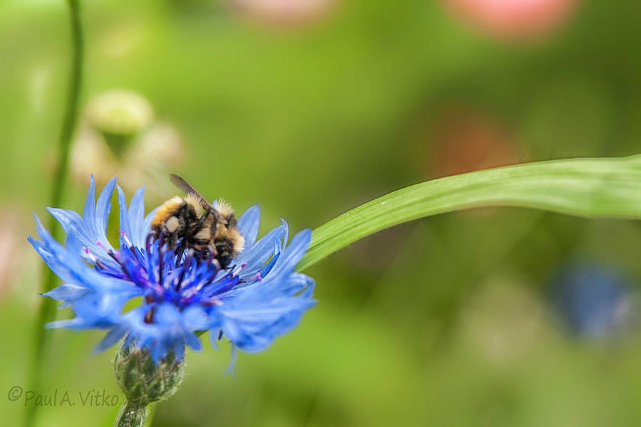 Flower Spoon Bee Full..... Photograph by Paul Vitko