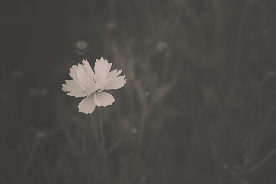 Flower Standing out in Black and White Photograph by Joni Eskridge