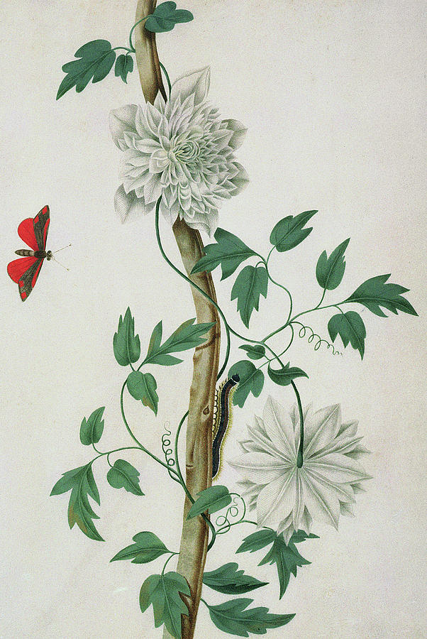 Flower Studies, 18th Century Painting by Peter Brown