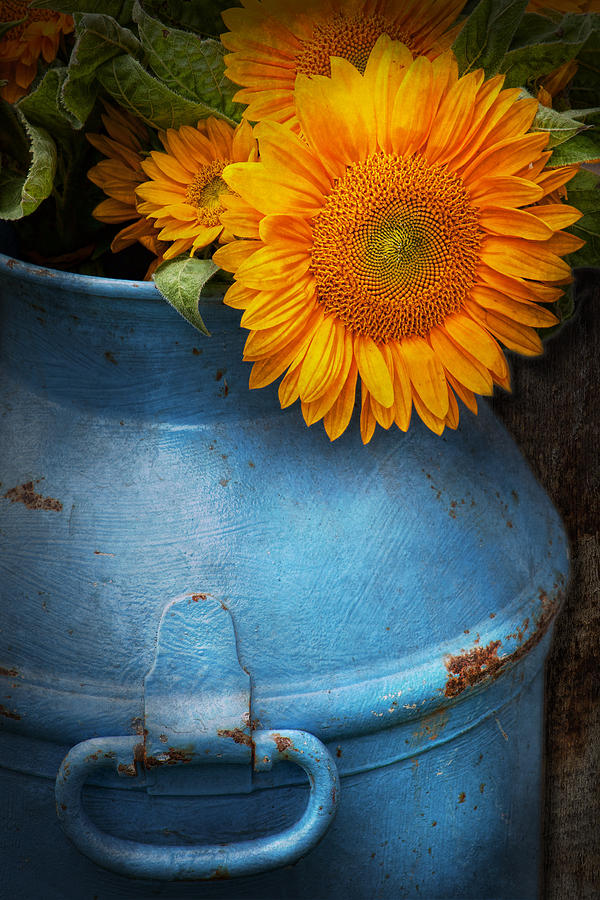 Summer Photograph - Flower - Sunflower - Little blue sunshine  by Mike Savad