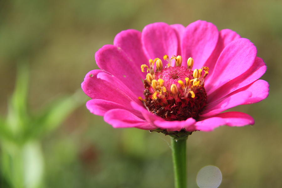 Spring Photograph - Flower by Suraj Maharjan