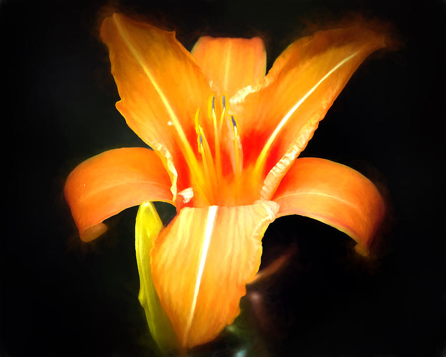 Flower - Tangerine Lily Photograph