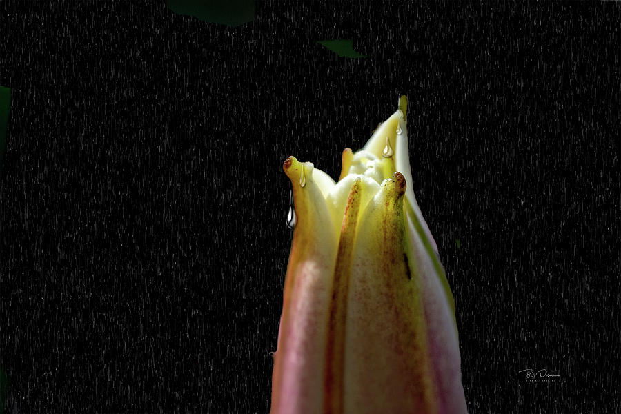 Flower Tears Photograph by Bill Posner