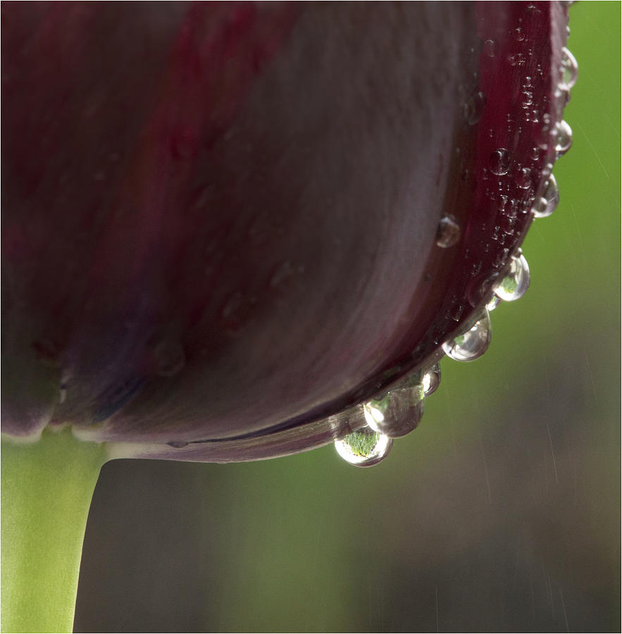 Flower Tears Photograph by Linda Cullivan Fine Art America