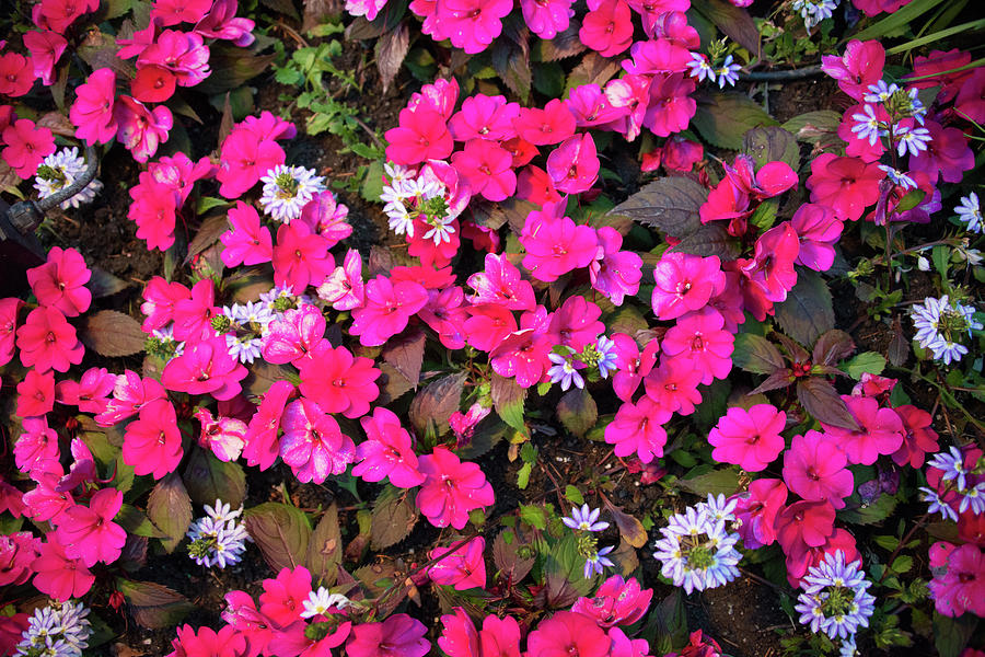 Flower texture by Michael Bessler Flower texture by Michael Bessler