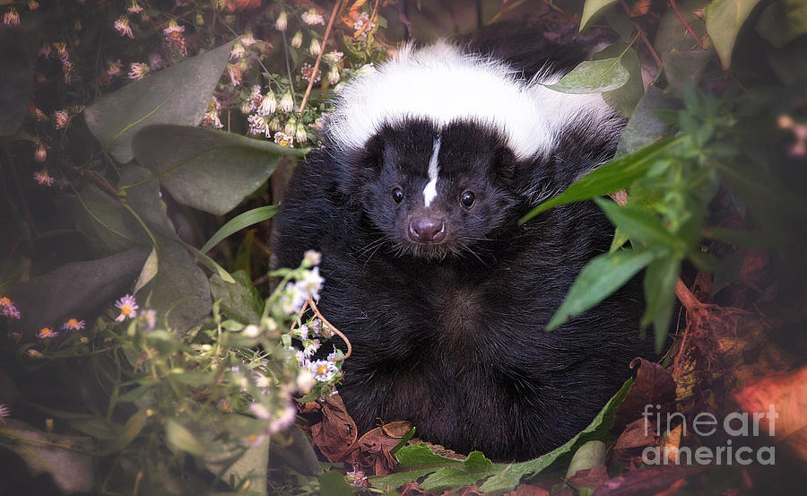 Flower the Skunk Photograph by Sharon McConnell