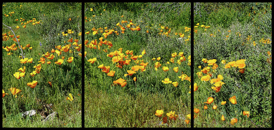 Flower Triptych Photograph by Laurel Powell