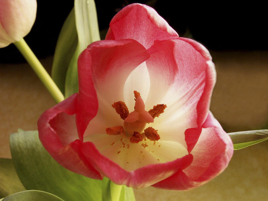 Flower Tulip Photograph by Nancy Griswold