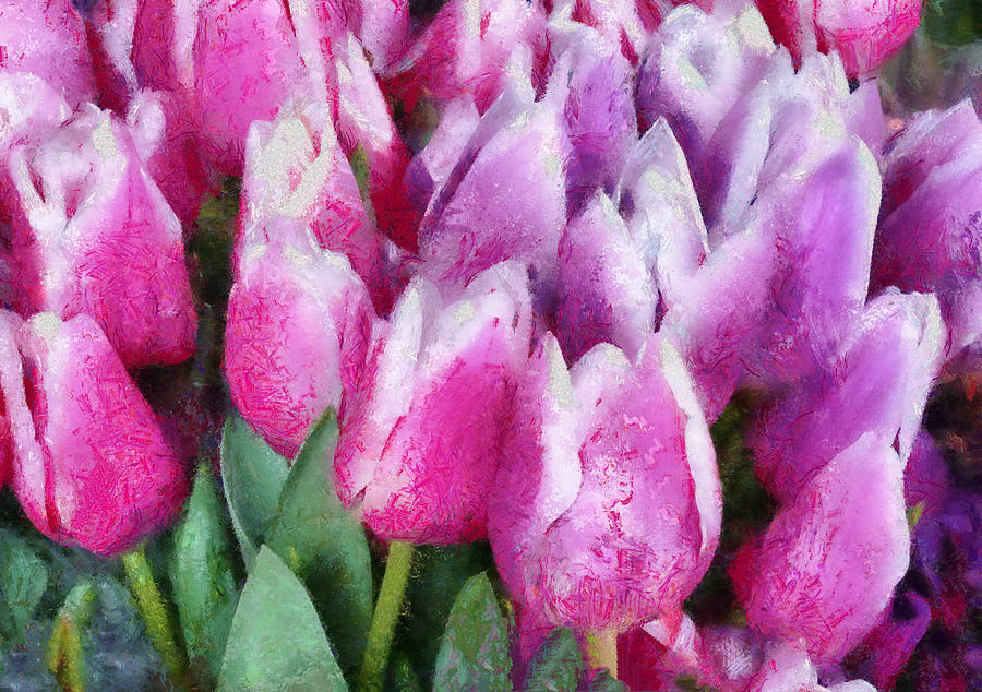Tulip Photograph - Flower - Tulip - Pink and Purple Tulips by Mike Savad