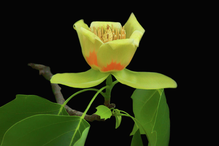 Flowers Still Life Photograph - Flower - Tulip Tree by Nikolyn McDonald