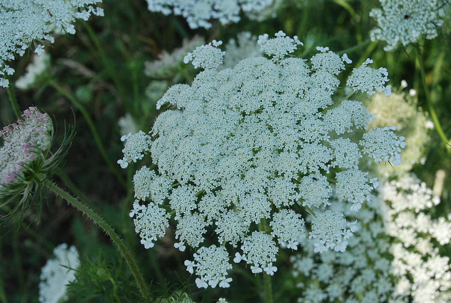 Flower Umbel Photograph by Ee Photography