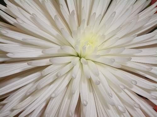 White Flower Photograph - Flower Up Close by Gracy Apura