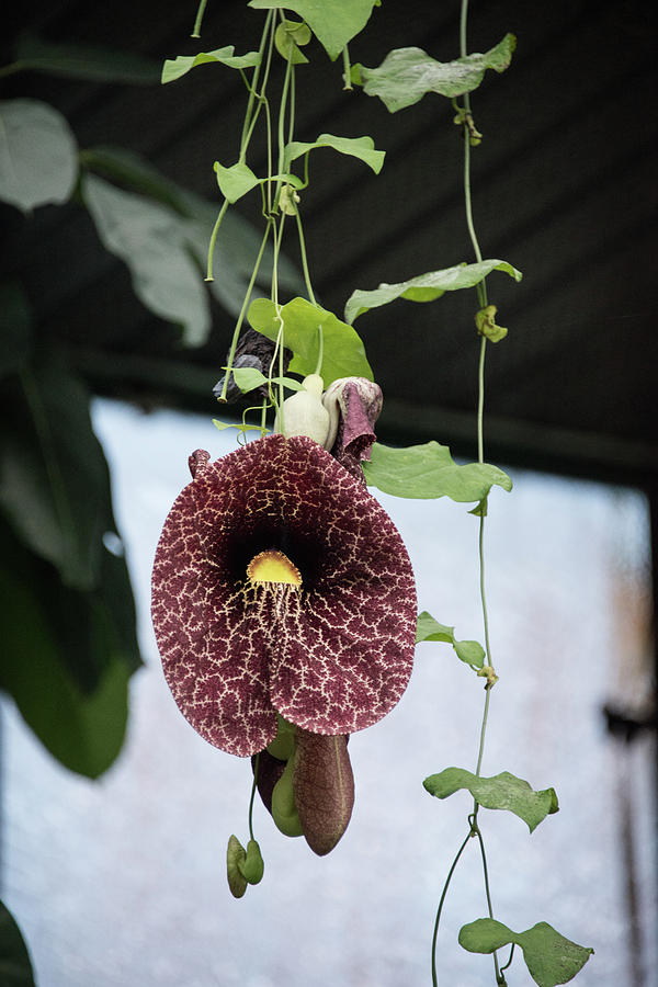flower vine by Michael Bessler flower vine by Michael Bessler
