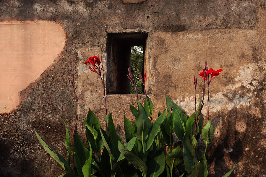 Flower Wall by Jed Holtzman Flower Wall by Jed Holtzman