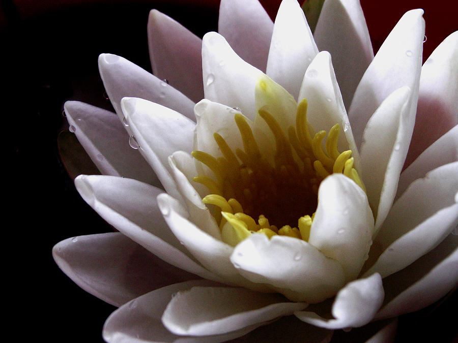 Flower Waterlily Photograph by Nancy Griswold