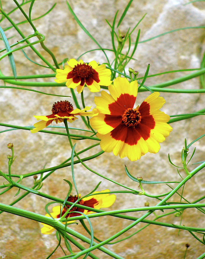 Flower Web Photograph by Debra     Vatalaro