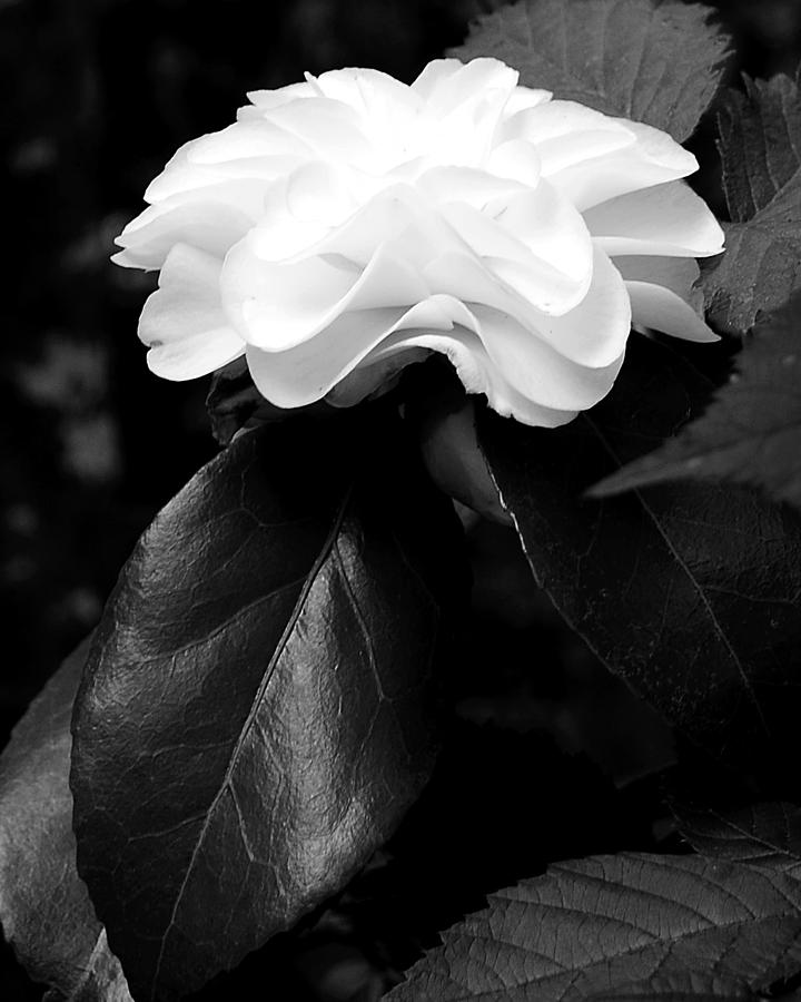 Flower White Photograph by Michael Ramsey