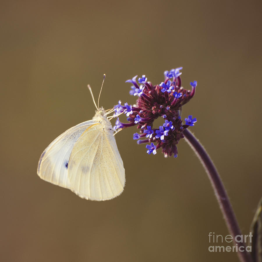 Flower with Butterfly Photograph by Konstantin Sevostyanov