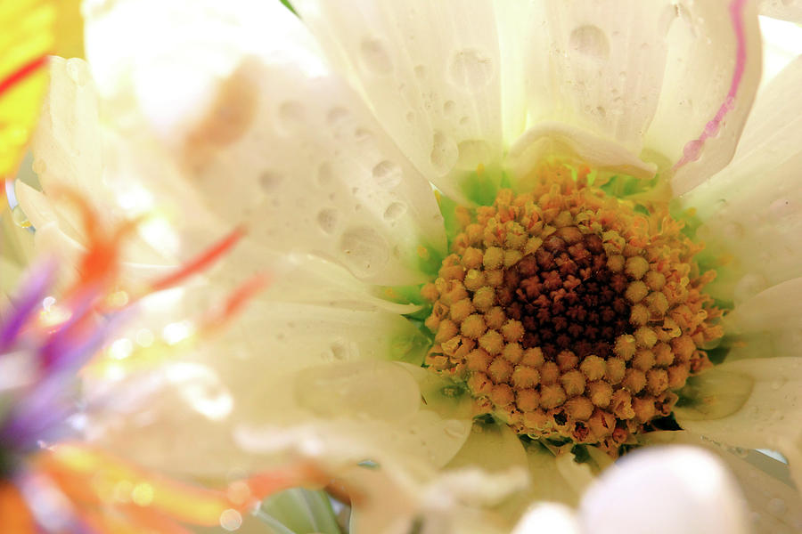 Flower with Pastel Colors Photograph by Angela Murdock